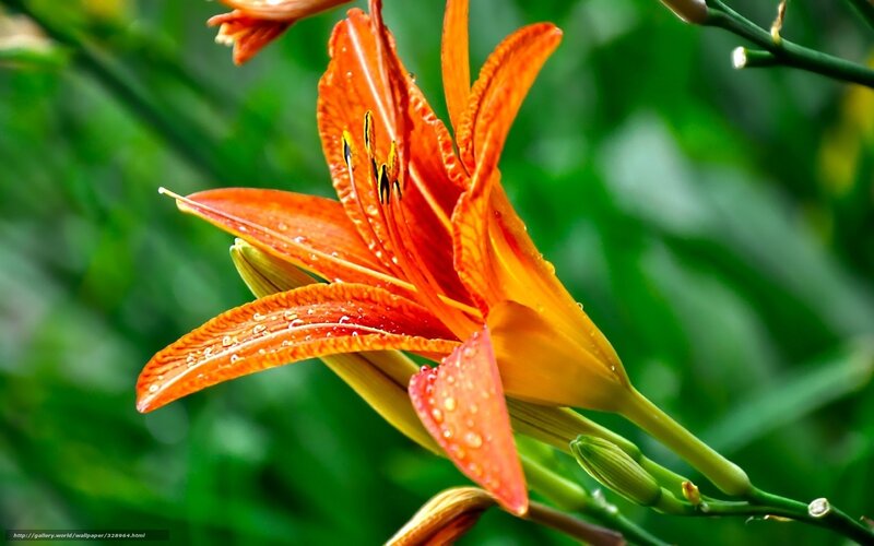 Orange Lily Flower — Natural, Morning