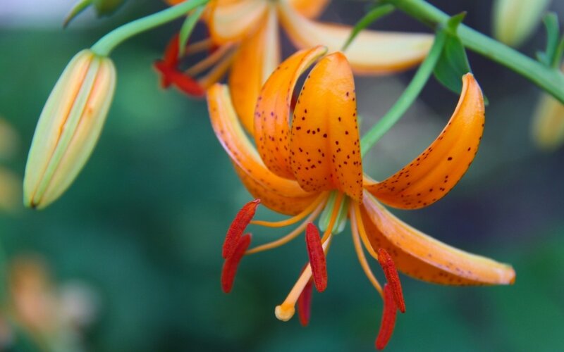 Orange Lily Flower — Natural, Photograph, Bloom