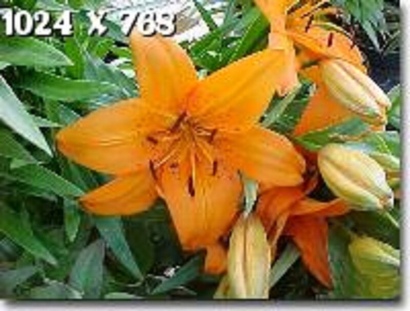 Orange Lily Flower — Natural, Photograph, Buds