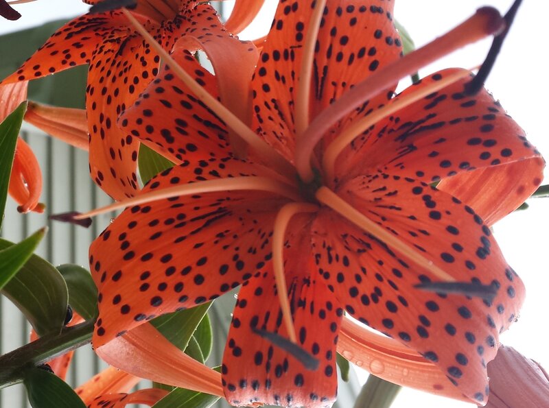 Orange Lily Flower — Natural, Photograph, Petals, Stamen, Leaves
