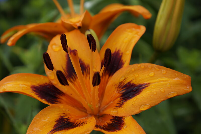 Orange Lily Flower — Natural, Photograph, Petals, Stamen