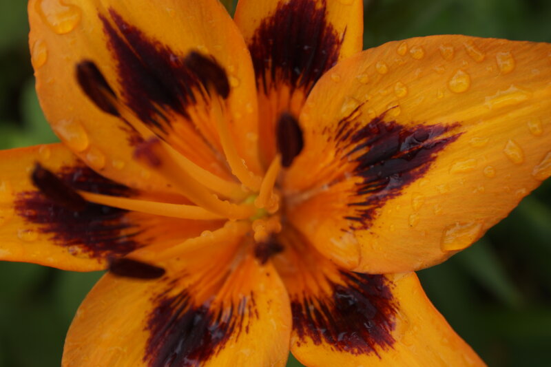 Orange Lily Flower — Natural, Photograph, Petals