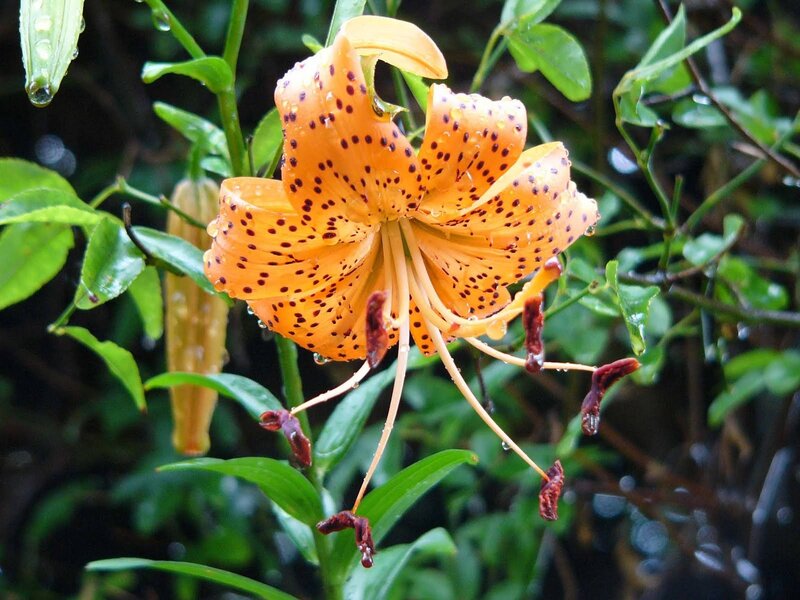 Orange Lily Flower — Natural, Photograph