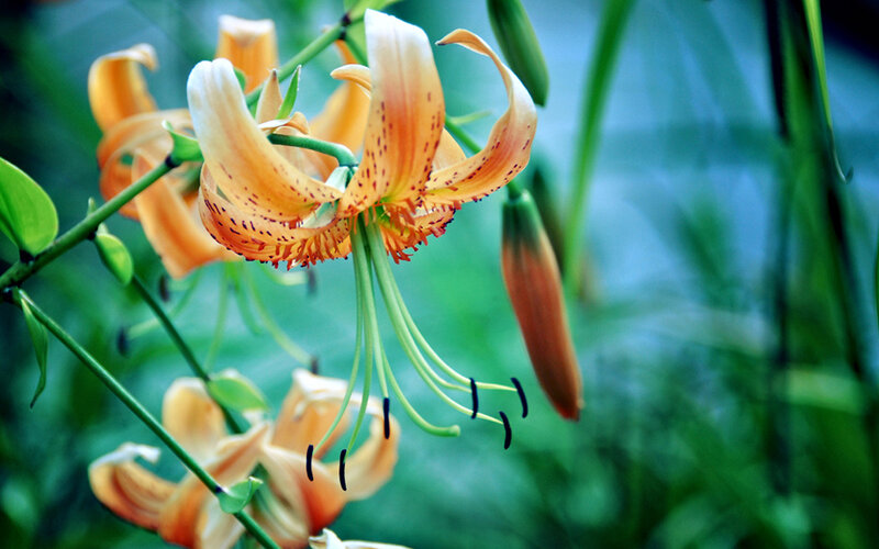 Orange Lily Flower — Natural, Spring