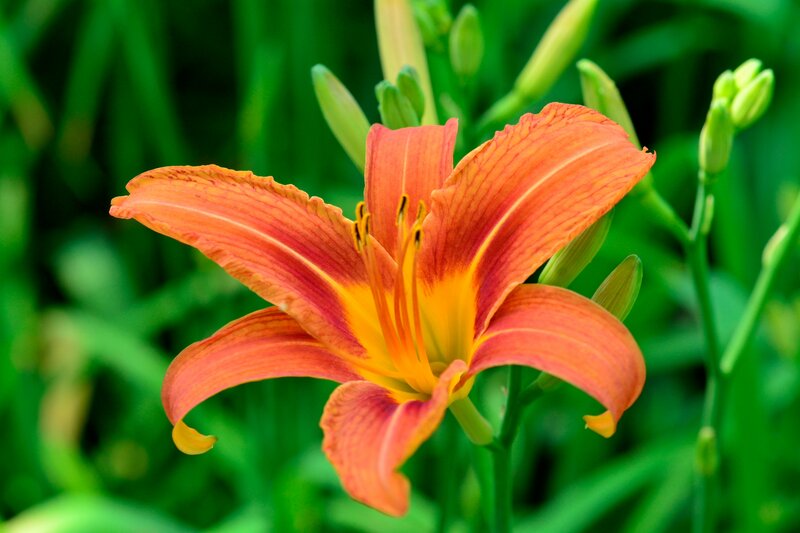 Orange Lily Flower — Natural, Summer, Photograph, Green Leaves