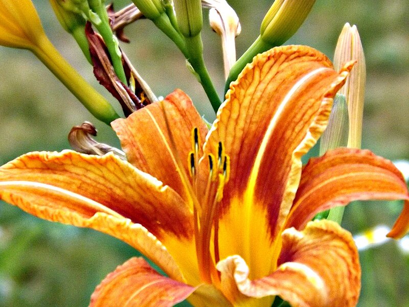 Orange Lily Flower — Natural, Summer, Photograph