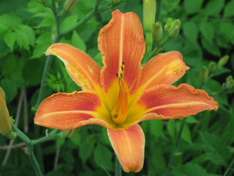 Orange Lily Flower — Natural, Summer