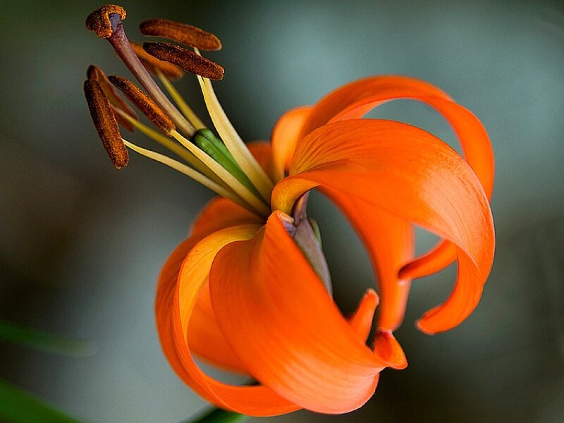 Orange Lily Flower — Natural