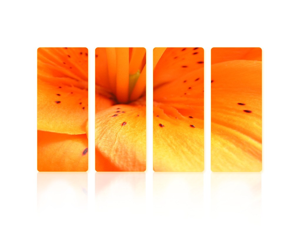 orange lily flower panels