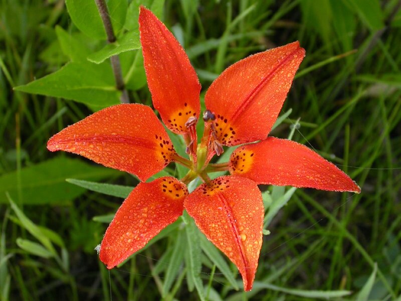 Orange Lily Flower — Red, Natural