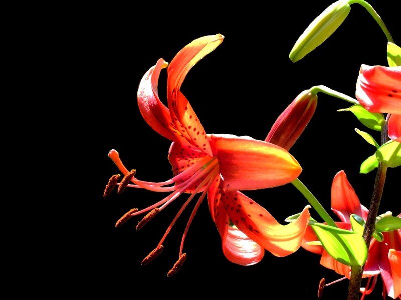 Orange Lily Flower — Red