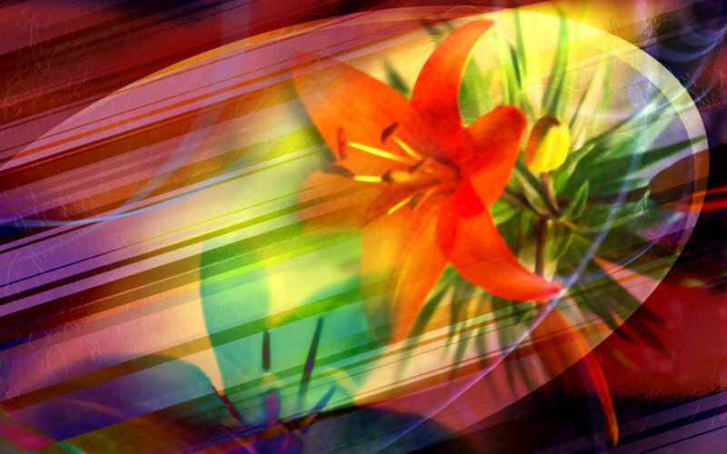Orange Lily Flower — Red, Vibrant