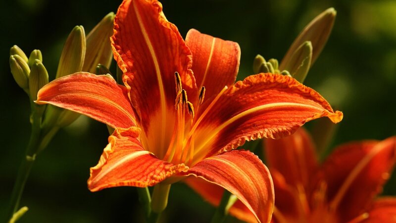 Orange Lily Flower — Serene, Afternoon, Photograph, Buds, Green Leaves, Yellow, Green