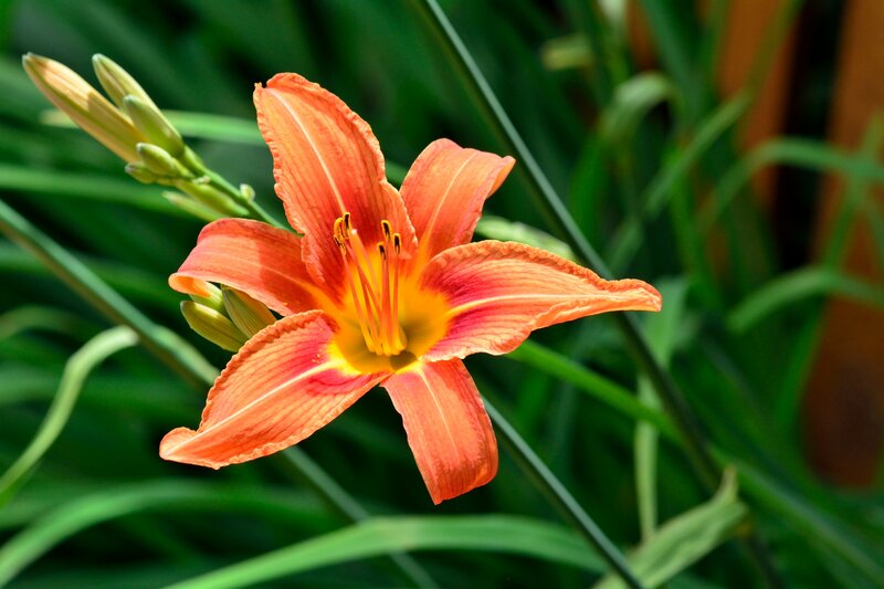 Orange Lily Flower — Serene, Afternoon, Photograph, Buds, Leaves