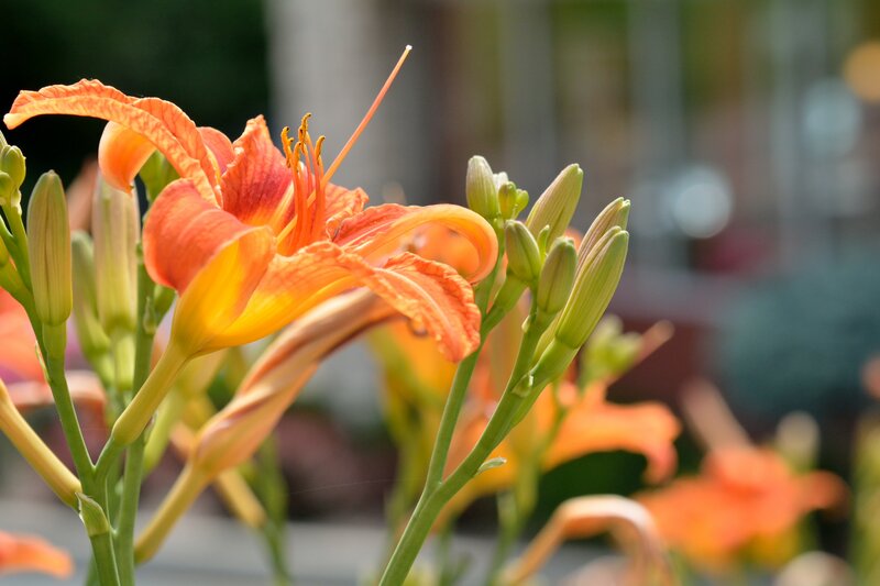 Orange Lily Flower — Serene, Afternoon, Photograph, Buds, Stamen