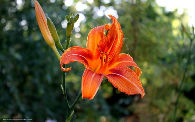 Orange Lily Flower — Serene, Afternoon, Photograph, Flower Bud