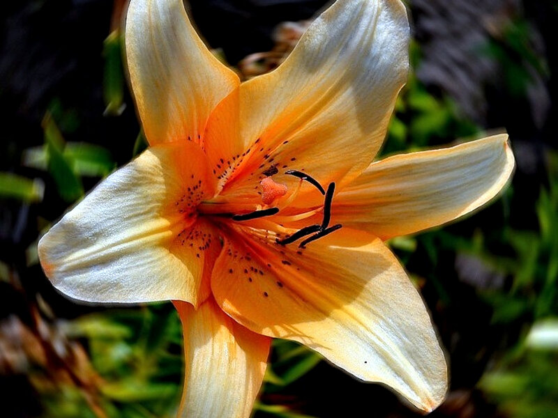 Orange Lily Flower — Serene, Afternoon, Photograph, Petals