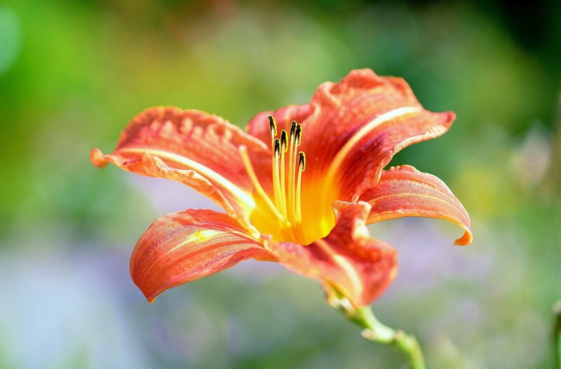 Orange Lily Flower — Serene, Afternoon, Photograph, Stem