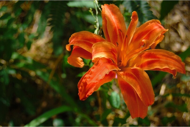 Orange Lily Flower — Serene, Afternoon, Photograph