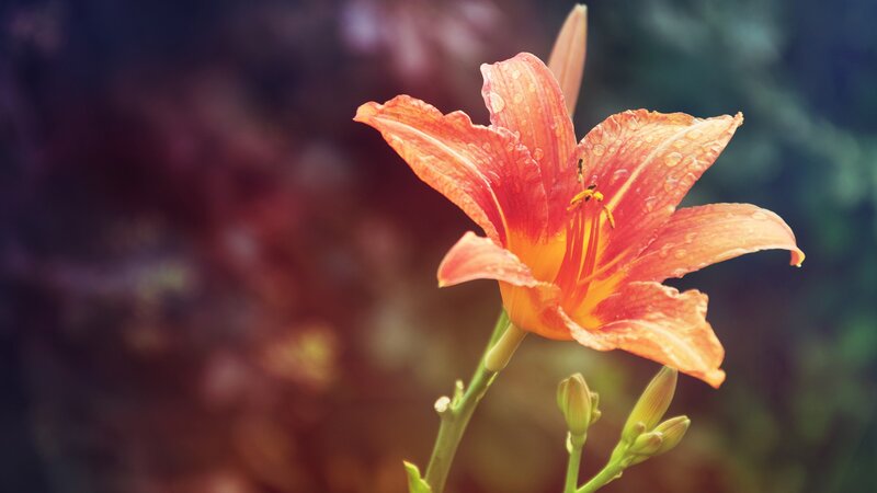Orange Lily Flower — Serene, Afternoon, Photograph, Water Droplets