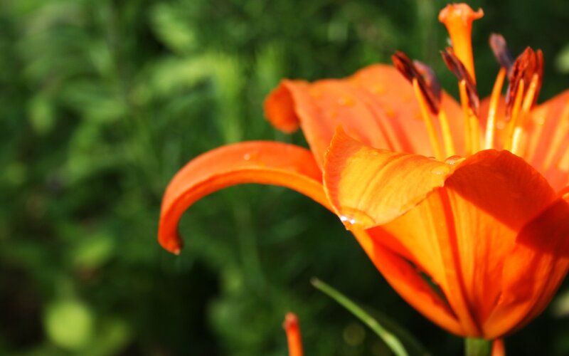 Orange Lily Flower — Serene, Afternoon