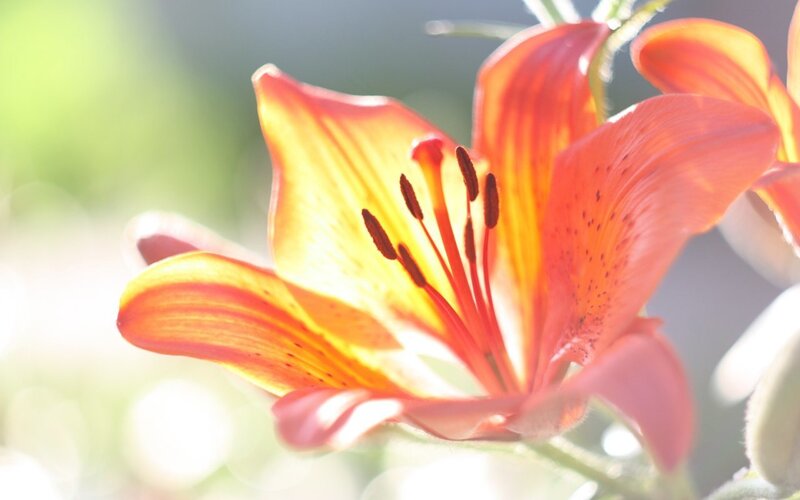 Orange Lily Flower — Serene, Morning