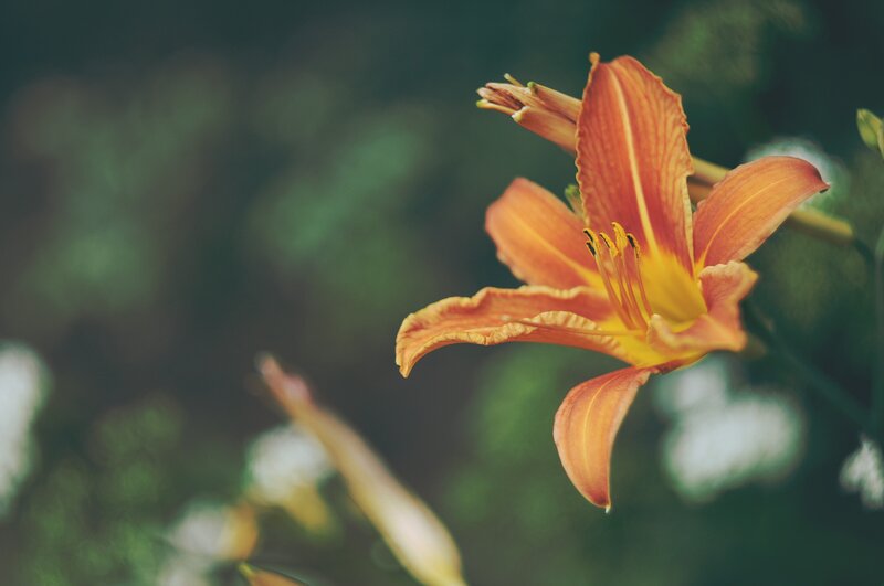 Orange Lily Flower — Serene, Photograph, Green Leaves