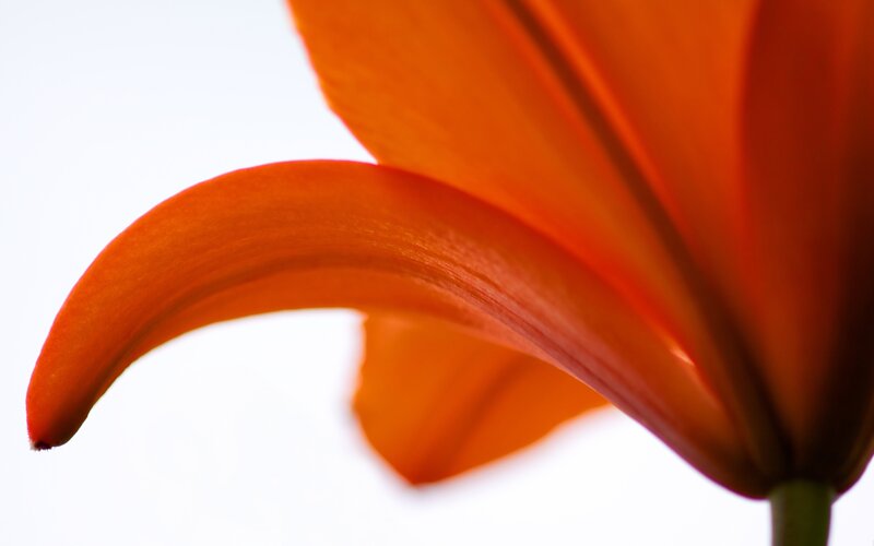 Orange Lily Flower — Serene, Photograph, Petal