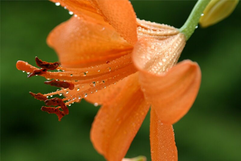 Orange Lily Flower — Serene, Photograph, Petals, Stamen