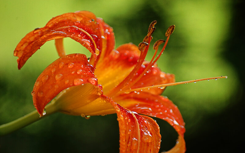 Orange Lily Flower — Serene, Photograph, Petals