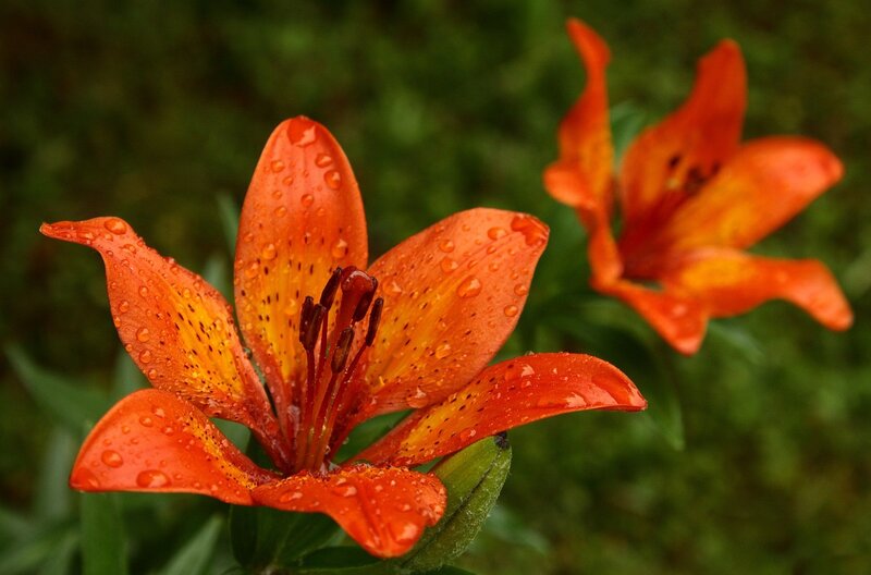 Orange Lily Flower — Serene, Photograph, Raindrops
