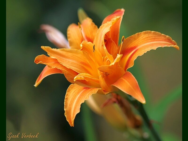 Orange Lily Flower — Serene, Photograph