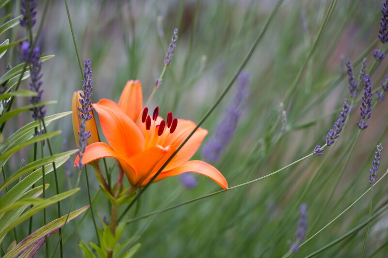 Orange Lily Flower — Serene, Summer