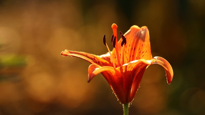 Orange Lily Flower — Serene, Sunset, Photograph, Petals