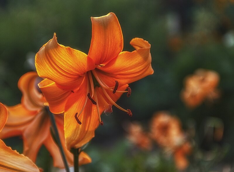 Orange Lily Flower — Serene, Sunset, Photograph