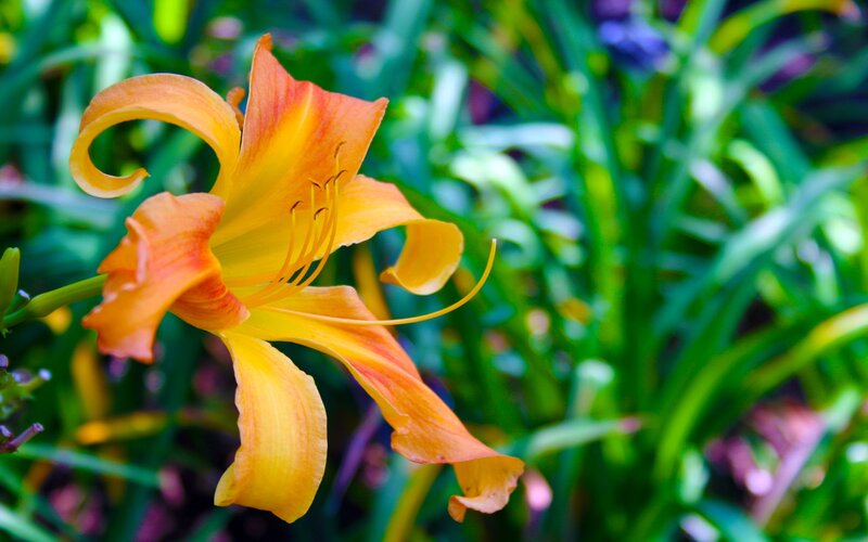 Orange Lily Flower — Serene