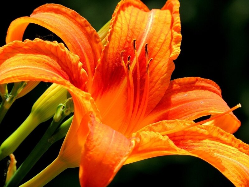 Orange Lily Flower — Vibrant, Afternoon, Photograph, Petals
