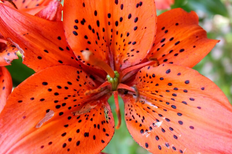 Orange Lily Flower — Vibrant, Afternoon, Photograph