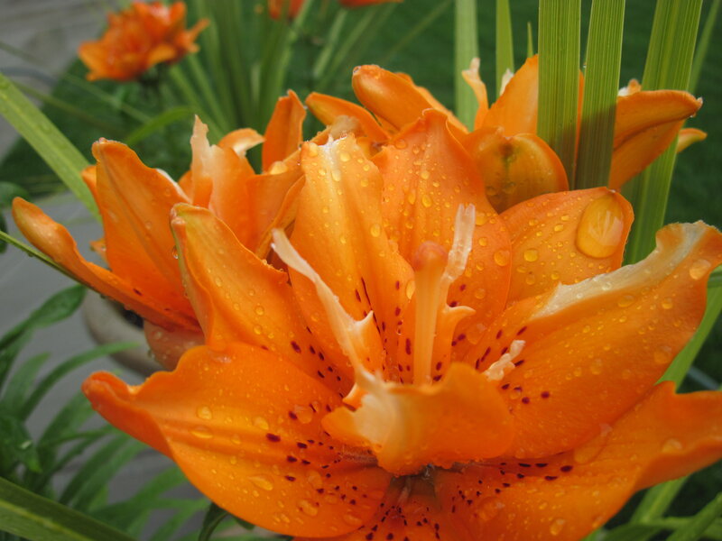 Orange Lily Flower — Vibrant, Afternoon