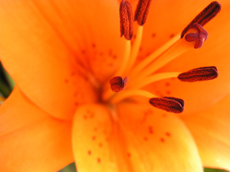 Orange Lily Flower — Vibrant, Photograph, Petals, Stamen, Spots