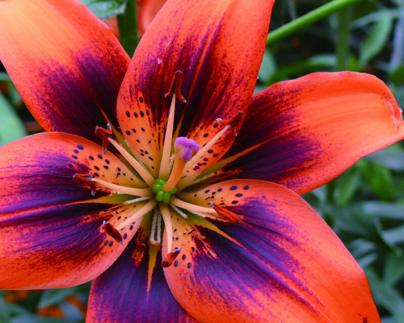Orange Lily Flower — Vibrant, Photograph, Petals, Stamen