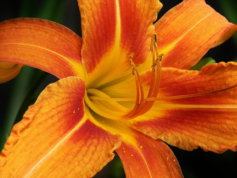 Orange Lily Flower — Vibrant, Photograph, Petals