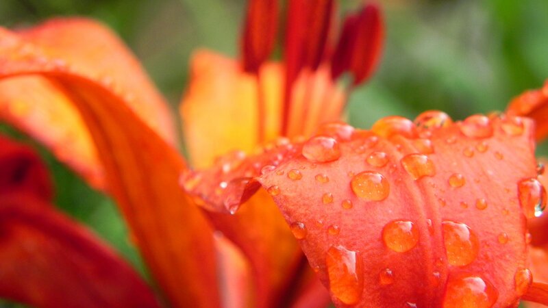 Orange Lily Flower — Vibrant, Photograph, Petals, Water Droplets