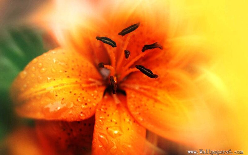 Orange Lily Flower — Vibrant