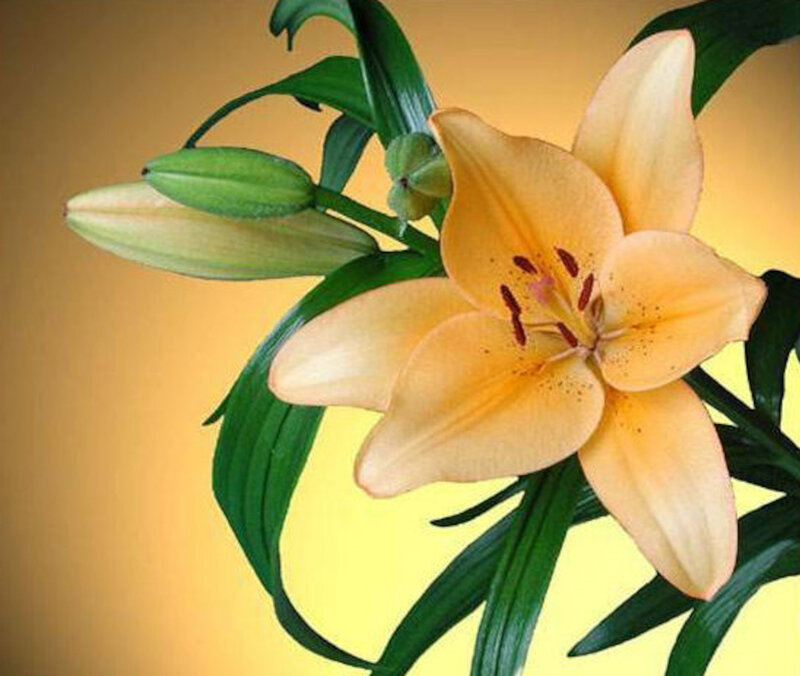 Orange Lily Flower — Yellow, Calm