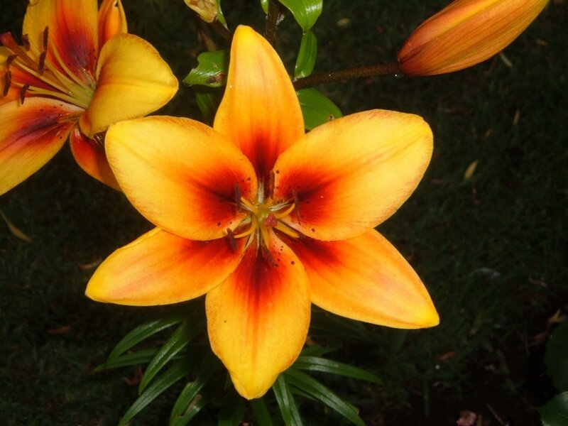 Orange Lily Flower — Yellow, Natural