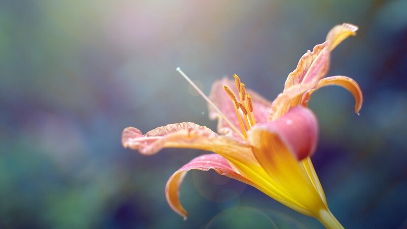 Orange Lily Flower — Yellow, Serene, Afternoon