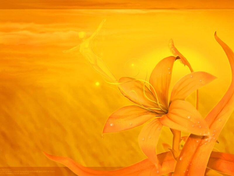 Orange Lily Flower — Yellow, Serene, Sunset