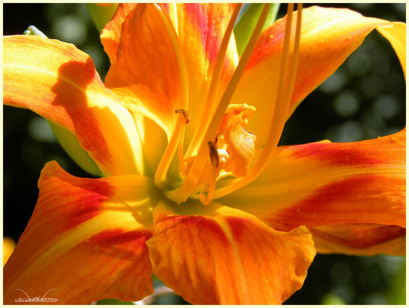 Orange Lily Flower — Yellow