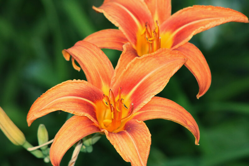 Orange Lily Flowers — Calm, Afternoon